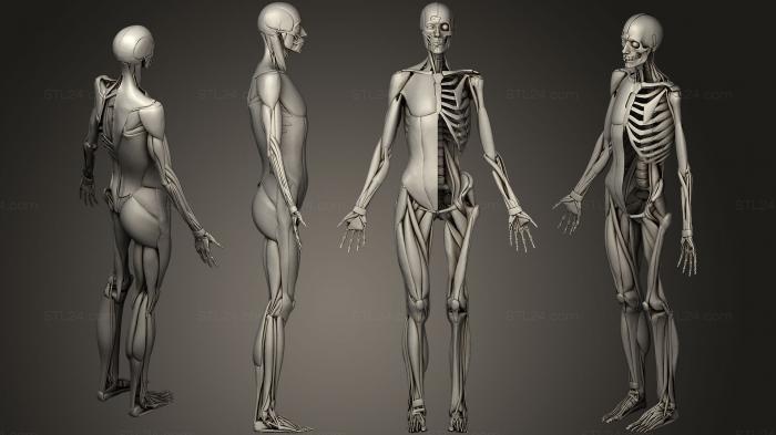 Анатомия скелеты и черепа (Анатомия 2019, ANTM_0208) 3D модель для ЧПУ станка